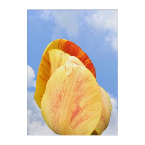 Yellow Tulip Flower On Blue Sky  Acrylic Print