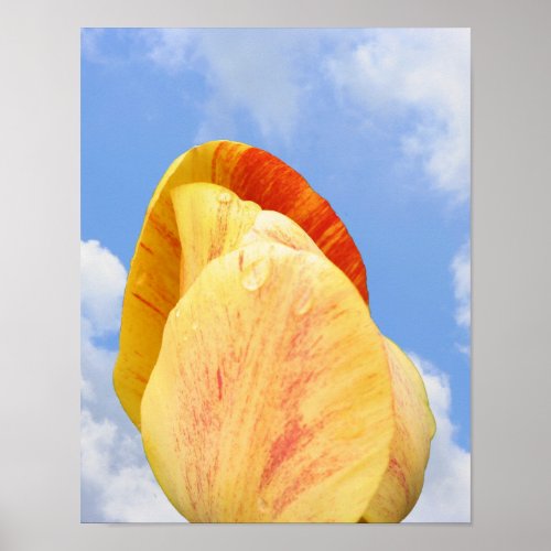 Yellow Tulip Flower On Blue Sky Poster