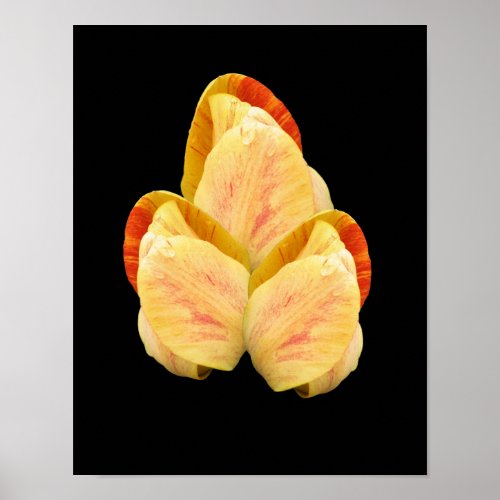 Yellow Tulip Flower Petals Bouquet Poster