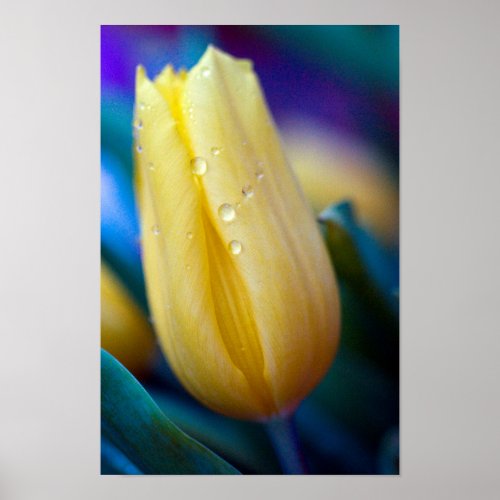 Yellow tulip flower Poster