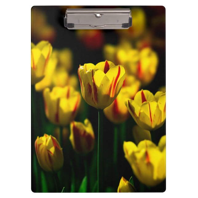 Yellow tulip flowers clipboard (Front)