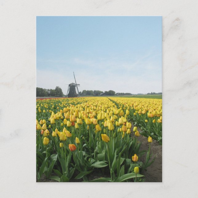 Yellow Tulip Flowers Field & Windmill Holland Postcard (Front)