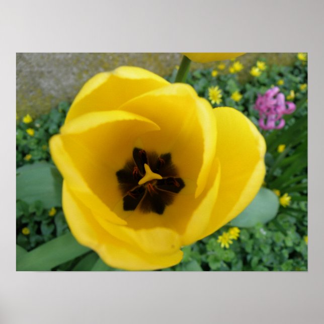 Yellow Tulip Macro Print (Front)