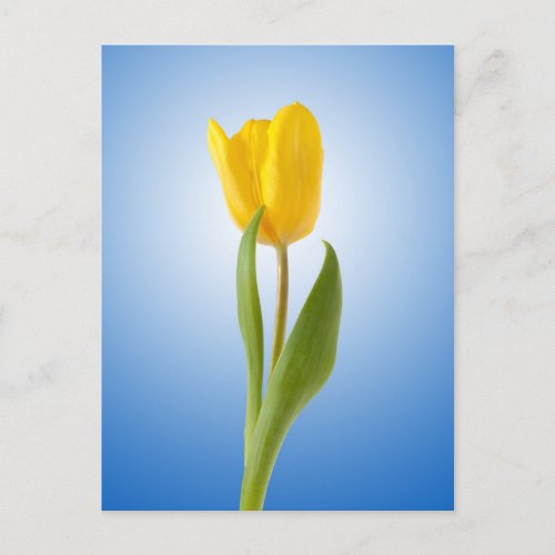 Yellow Tulip Minimal Floral Nature Photo Poster Postcard