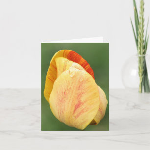 Yellow Tulip Petals Flower Photography  Note Card