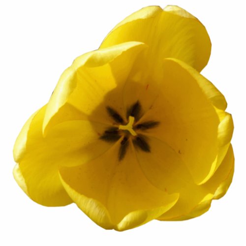 Yellow Tulip Photo Sculpture