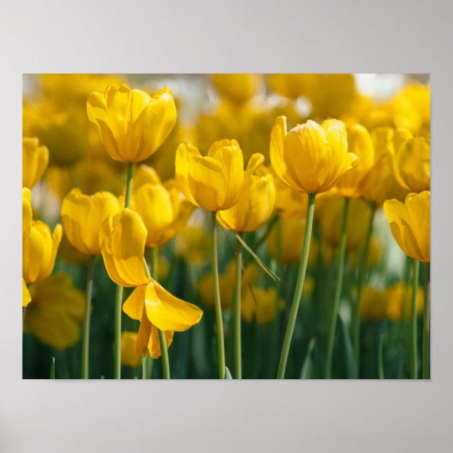 Yellow Tulip plants Poster (Front)