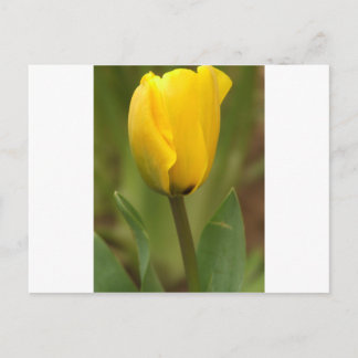 Yellow Tulip Postcard