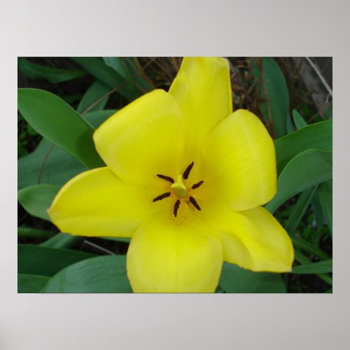 Yellow Tulip Poster