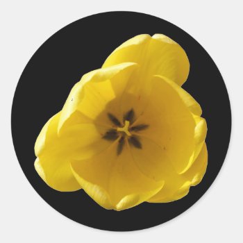 Yellow Tulip Sticker by Fallen_Angel_483 at Zazzle