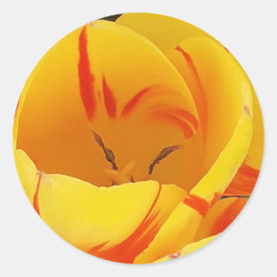 Yellow Tulip Sticker