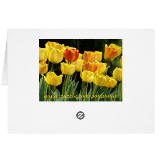 yellow tulips (Back Horizontal)