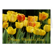 yellow tulips (Front Horizontal)