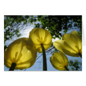 Yellow tulips (Front Horizontal)