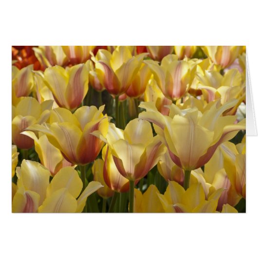 Yellow Tulips Cards (Front Horizontal)