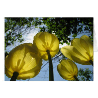 Yellow tulips cards