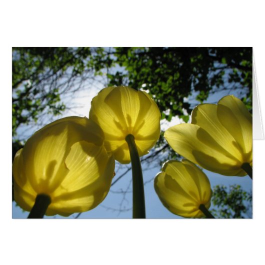 Yellow tulips cards (Front Horizontal)