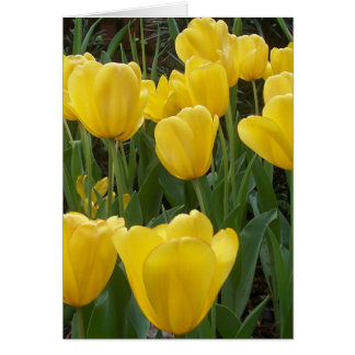 yellow tulips cards