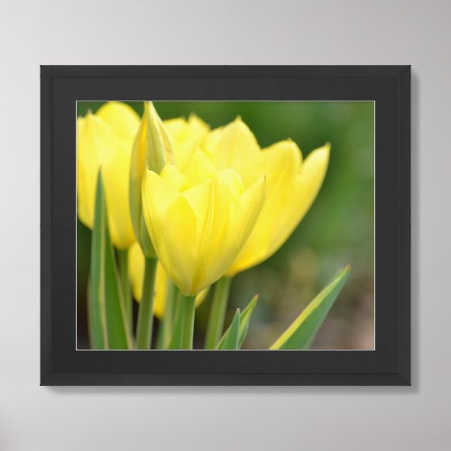 Yellow Tulips Framed Art