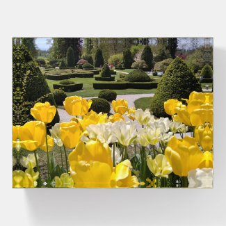 Yellow Tulips from Arboretum Volcji Potok Slovenia