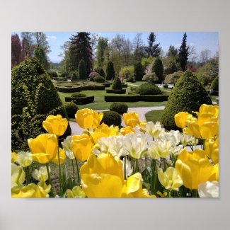 Yellow Tulips from Arboretum Volcji Potok Slovenia