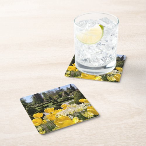 Yellow Tulips from Arboretum Volcji Potok Slovenia Square Paper Coaster