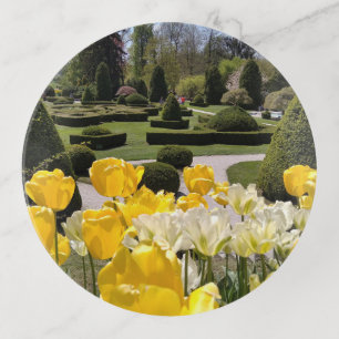 Yellow Tulips from Arboretum Volcji Potok Slovenia Trinket Tray