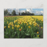 Yellow Tulips In A Field Holland Postcard at Zazzle