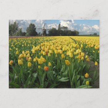 Yellow Tulips In A Field Holland Postcard by hollandshop at Zazzle