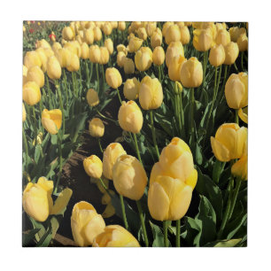 Yellow Tulips in a Field, Oregon Ceramic Tile