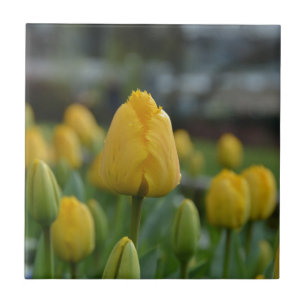 Yellow Tulips in the field Tile