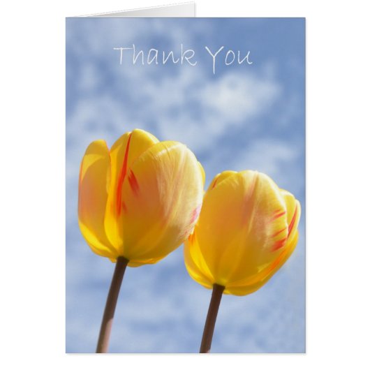 Yellow Tulips in the sky (Front)