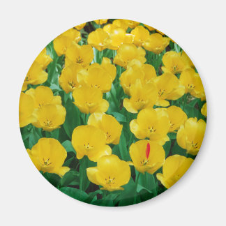 Yellow Tulips Magnet