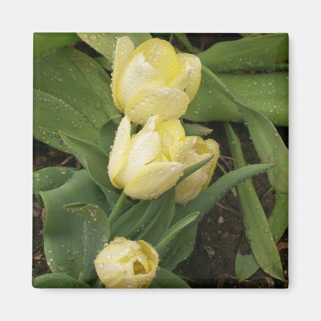 Yellow Tulips Magnet (Front)