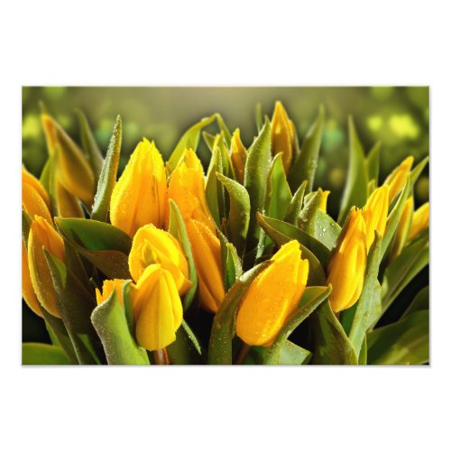 Yellow Tulips Photo Print