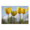 Yellow Tulips Print