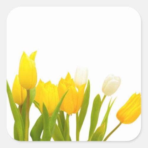 Yellow tulips square sticker