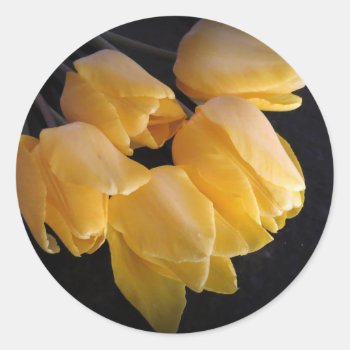 "yellow Tulips With A Dark Background" Classic Round Sticker by kkphoto1 at Zazzle