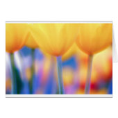 Yellow Tulips with Blue (Front Horizontal)