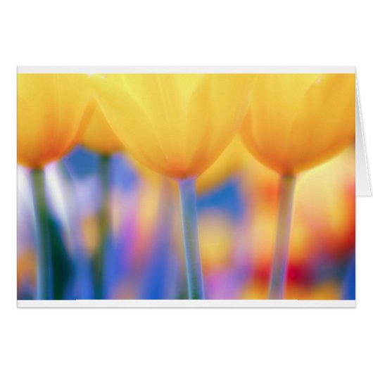 Yellow Tulips with Blue Cards (Front Horizontal)