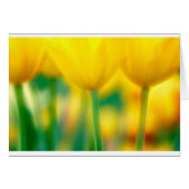 Yellow Tulips with Green (Front Horizontal)