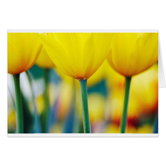 Yellow Tulips with Turquoise Cards (Front Horizontal)