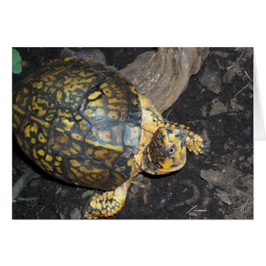Yellow Turtle Cards (Front Horizontal)