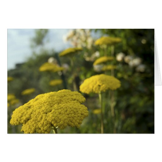 Yellow Tuscan flowers Cards (Front Horizontal)