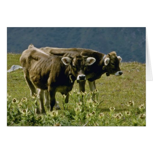 yellow Two cows flowers Cards (Front Horizontal)