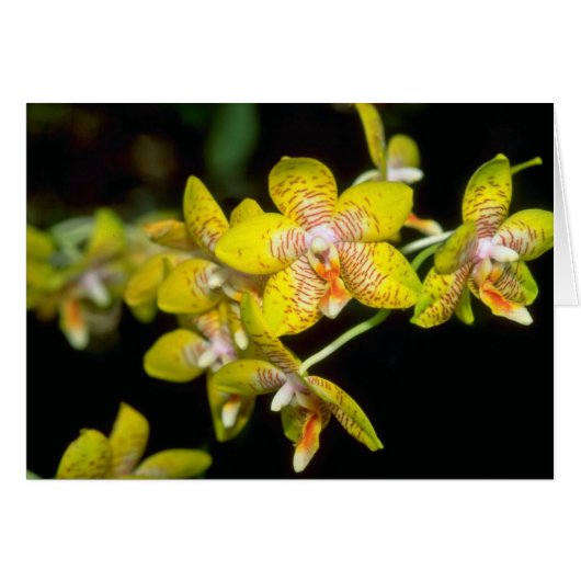 yellow Vanda flowers Cards (Front Horizontal)