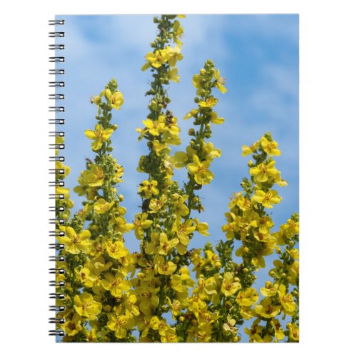 Yellow Verbascum Flower Spikes Spiral Notebook