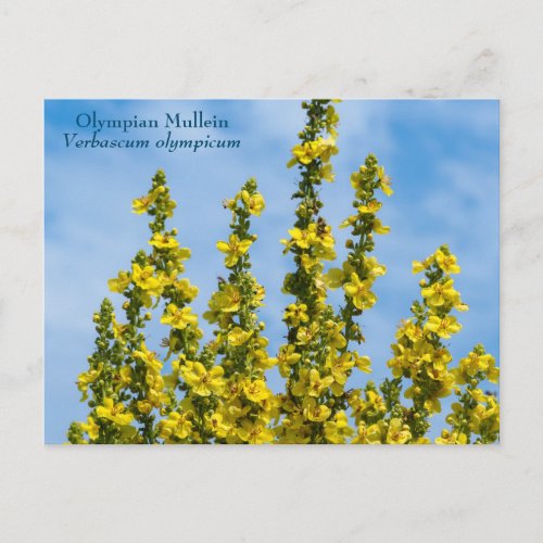Yellow Verbascum olympicum Flowers Postcard