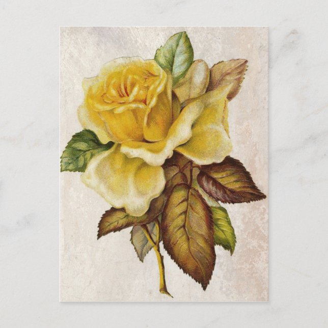Yellow Vintage Rose Postcard (Front)