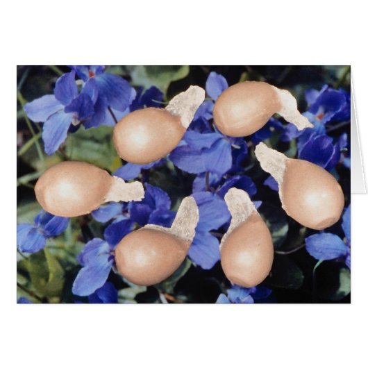 Yellow Violet seeds (Viola papilionacea) flowers Cards (Front Horizontal)